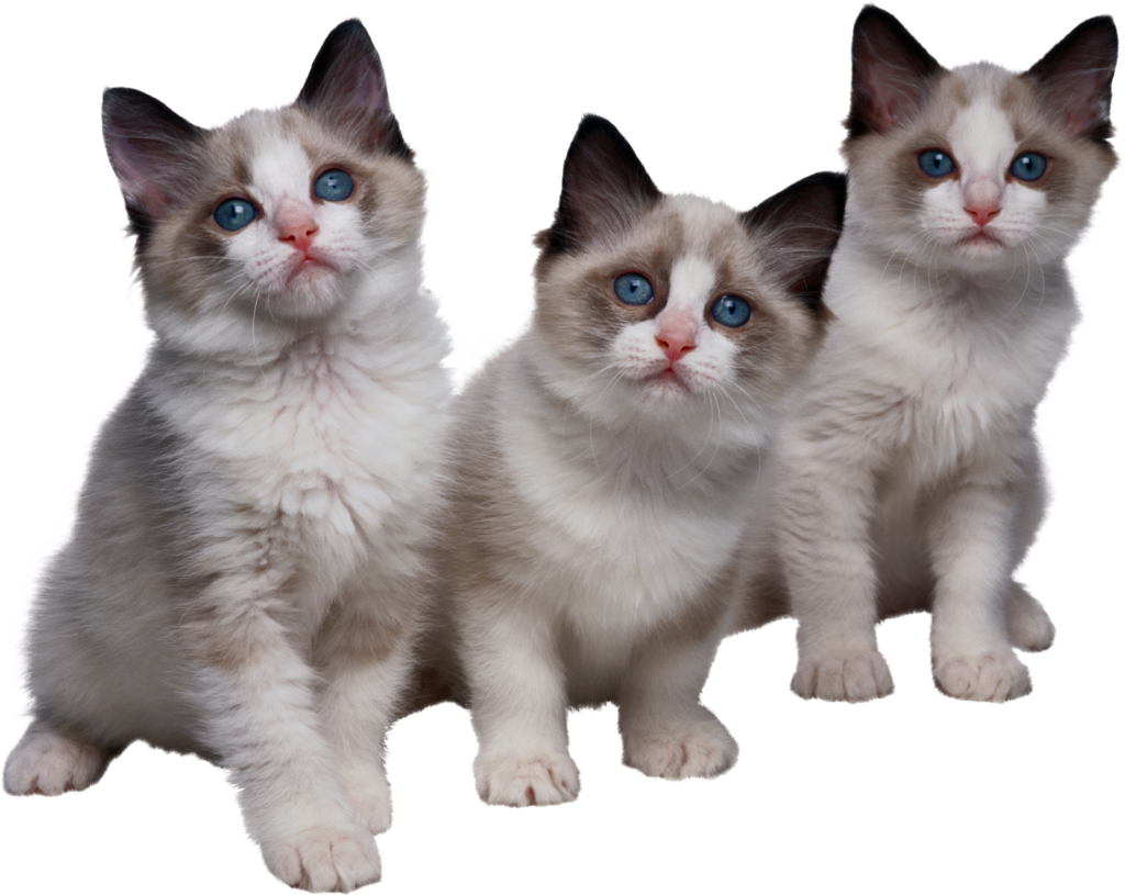 Charming Ragdoll Kittens with Blue Eyes – Heartwarming Wallpaper
