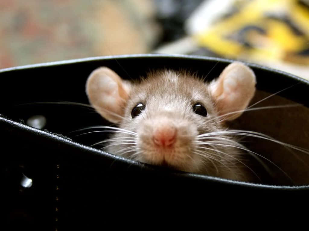Adorable Rat Peeking from Cozy Boot - Charming Background Wallpaper
