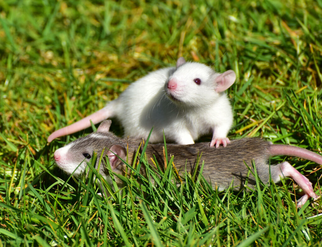 Charming White & Brown Rats Playful on Lush Green Lawn Wallpaper