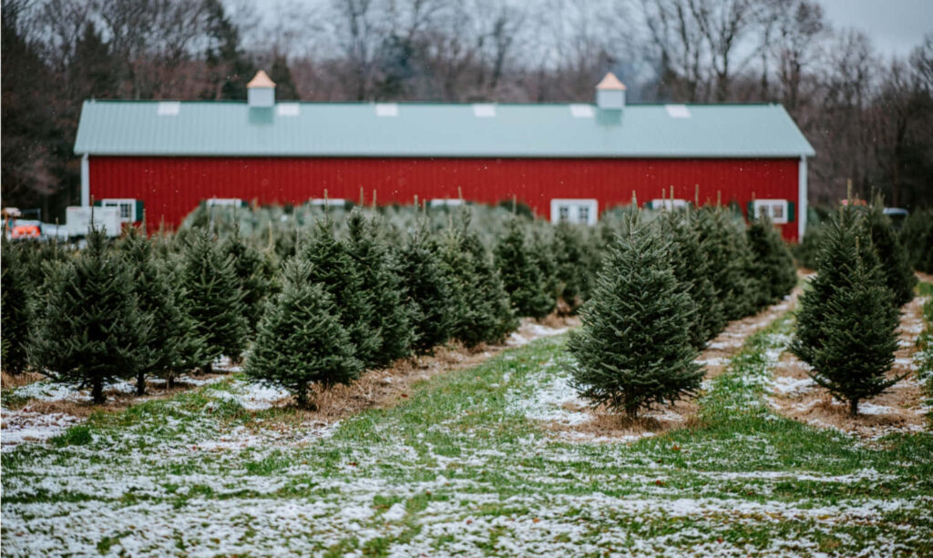Charming Red Farmhouse Amidst Snow-Dusted Christmas Trees Background Wallpaper