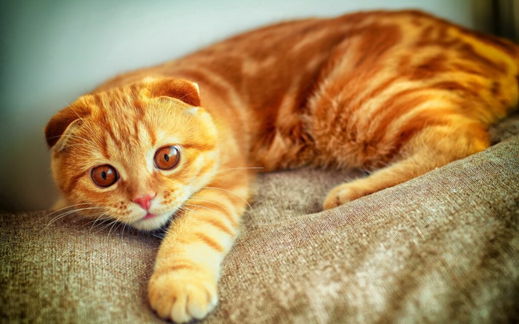 Charming Red-Haired Cat Portrait: Playful and Warm Wallpaper