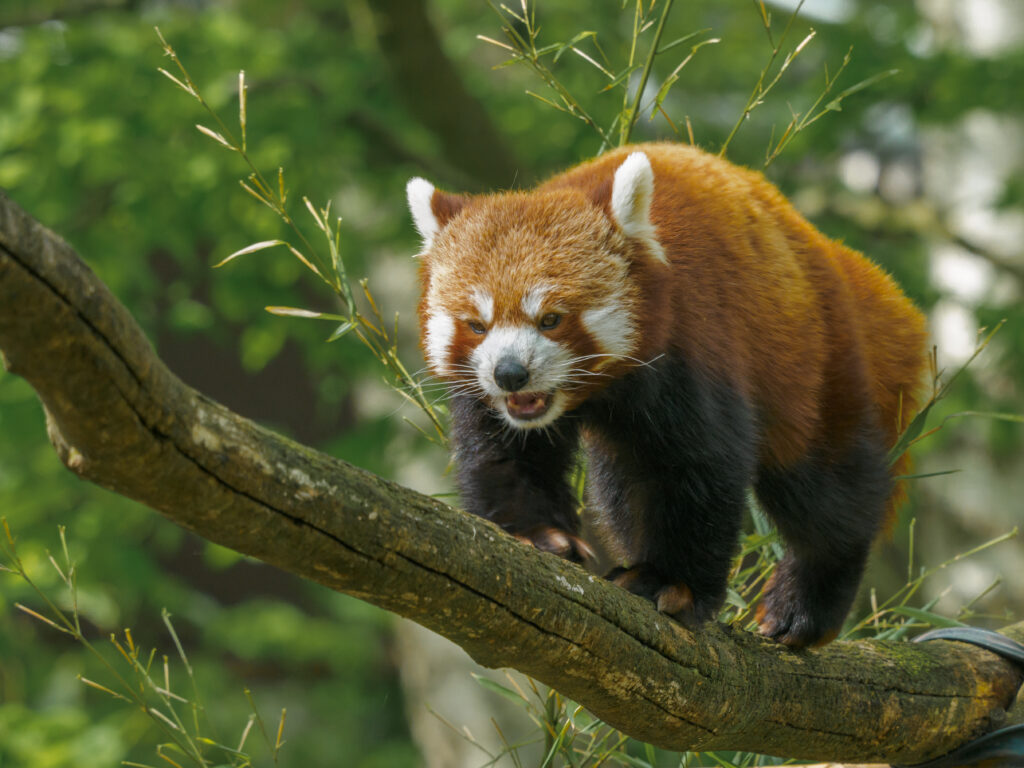 Charming Red Panda Balancing on Tree Branch Amidst Lush Greenery Wallpaper