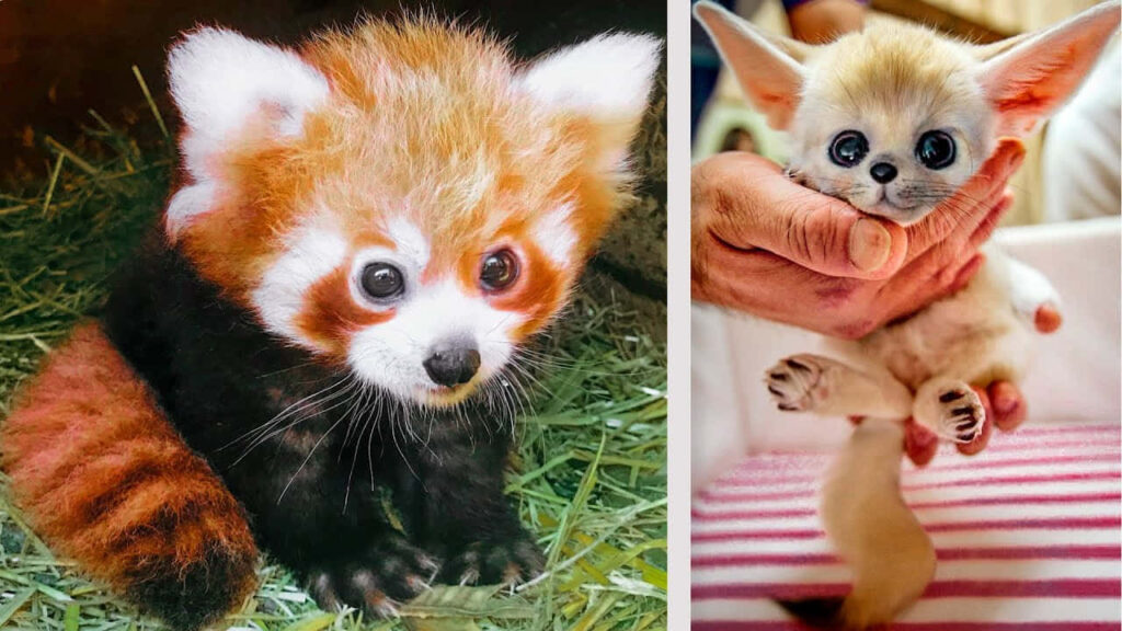 Charming Red Panda and Fennec Fox in a Natural Background Wallpaper
