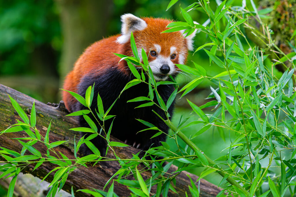 Playful Red Panda Among Lush Green Leaves: A Whimsical Delight Wallpaper