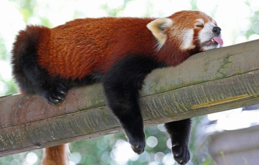 Charming Red Panda Sleeping on Bamboo - Tranquil Nature Wallpaper