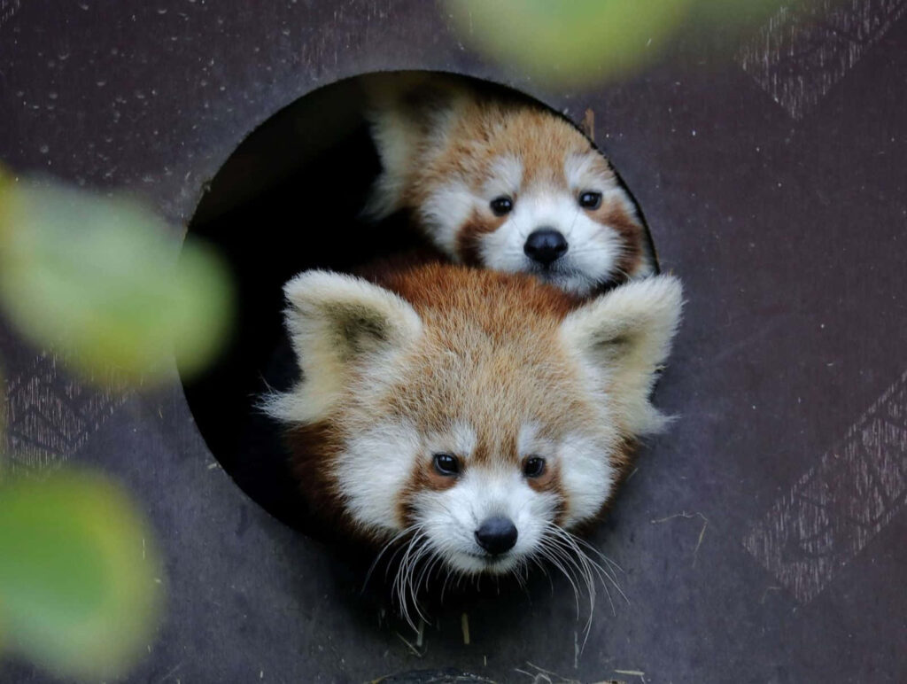 Adorable Red Pandas Peeking from Circular Opening – Heartwarming Wallpaper