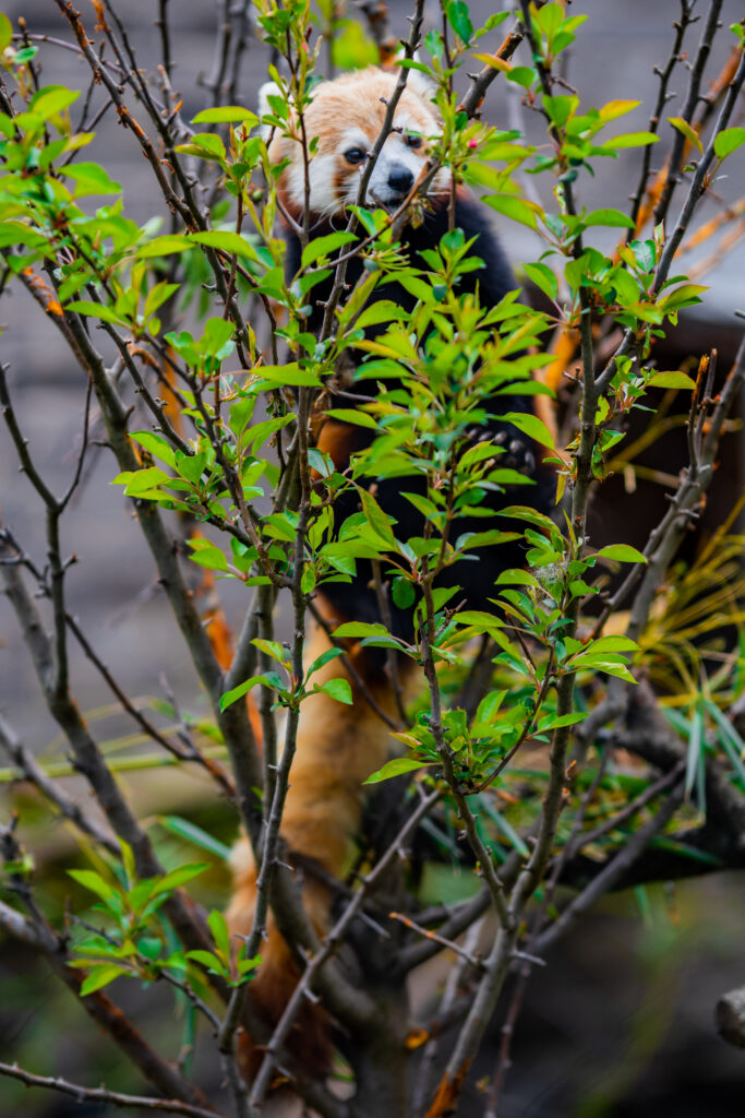 Charming Red Panda Wallpaper Amidst Vibrant Green Leaves
