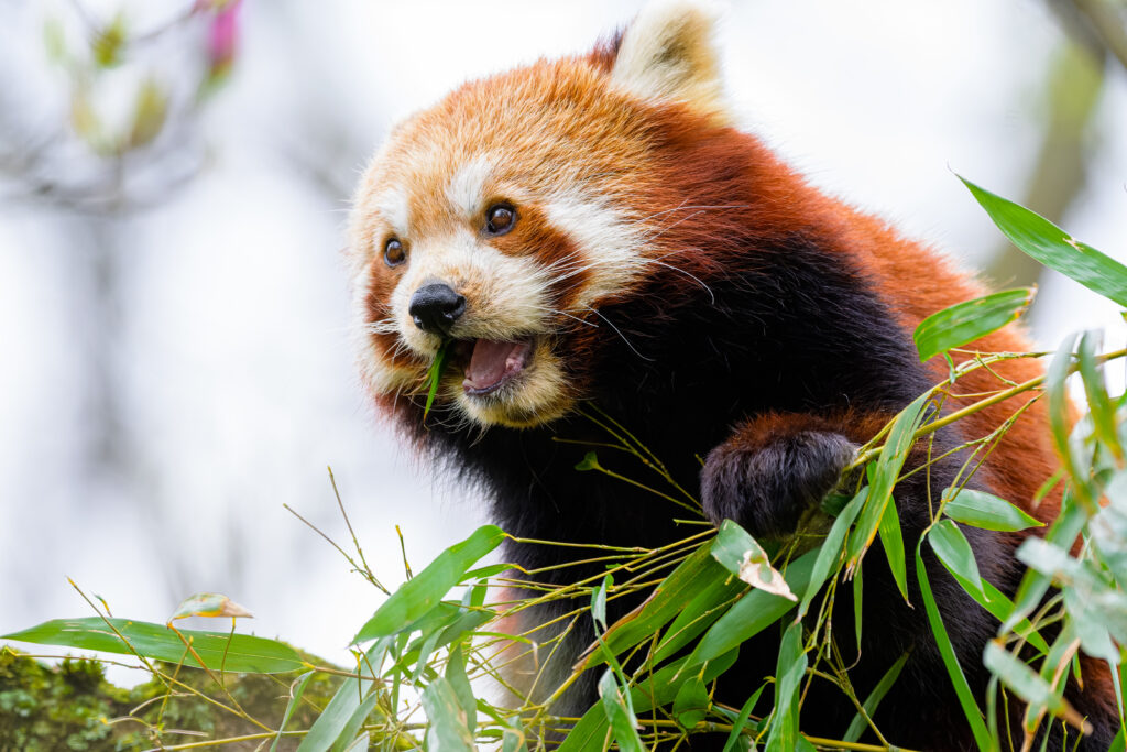 Charming Red Panda Wallpaper Surrounded by Lush Green Leaves