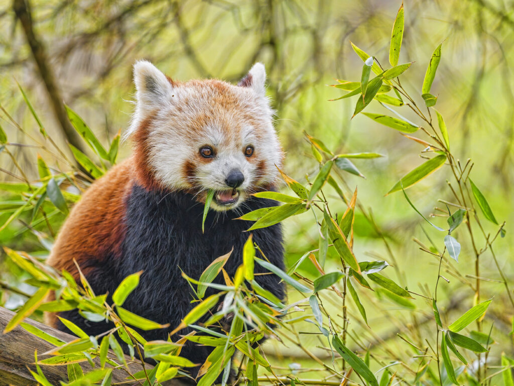 Charming Red Panda Wallpaper Amidst Lush Green Leaves for Nature Lovers