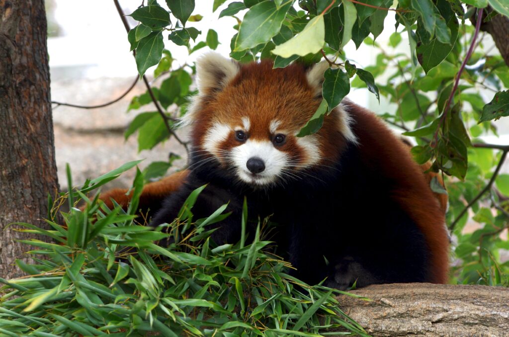 Charming Red Panda in Lush Bamboo - Tranquil Wallpaper Background
