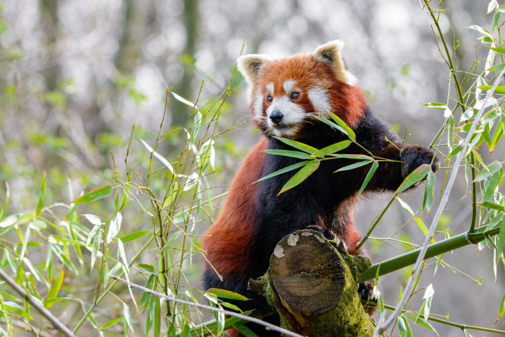 Charming Red Panda Wallpaper: Colorful Scene Among Lush Greens