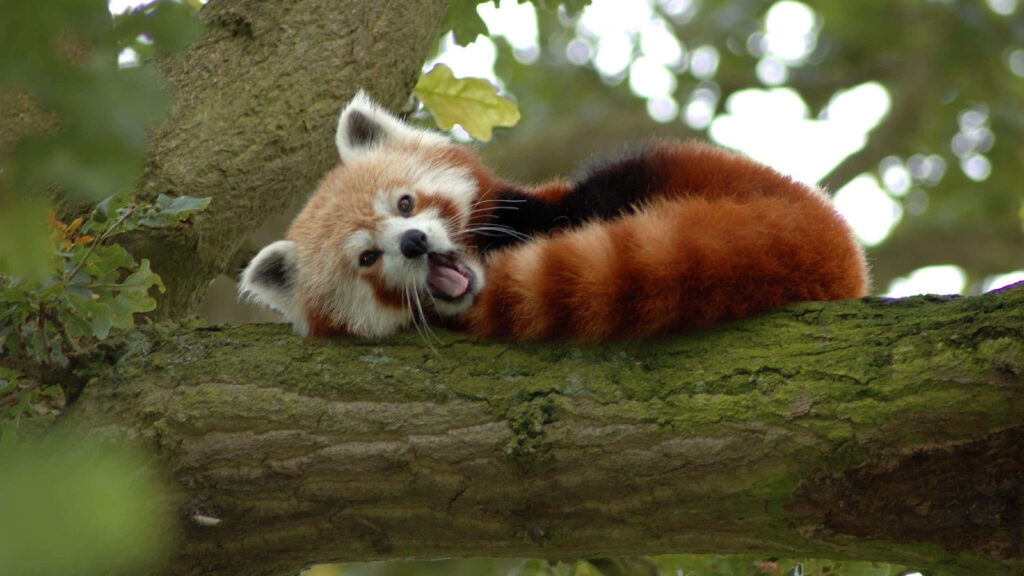 Charming Red Panda Yawning on Tree Branch - Serene Forest Wallpaper