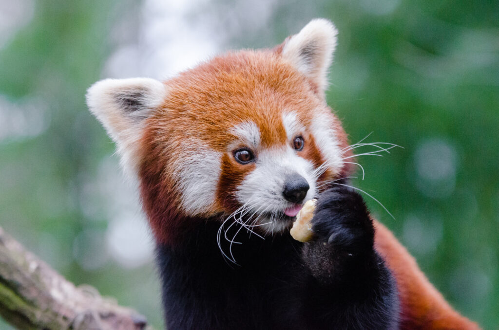 Fluffy Red Panda Snack Time: Adorable 4674x3096 Wallpaper