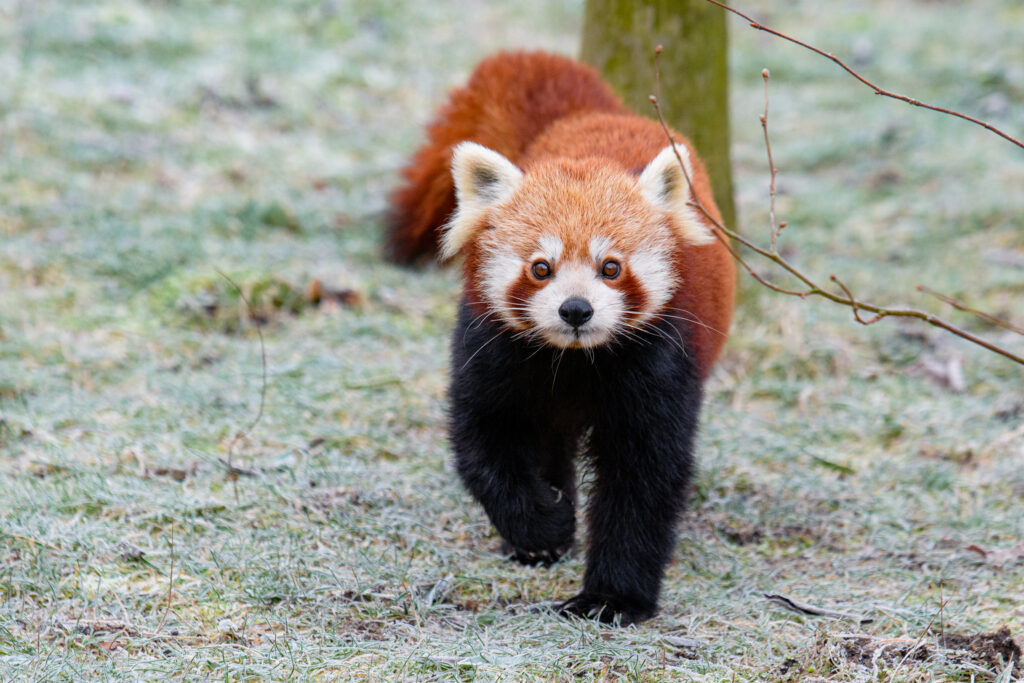 Charming Red Panda Wallpaper: Nature’s Fluffy Delight
