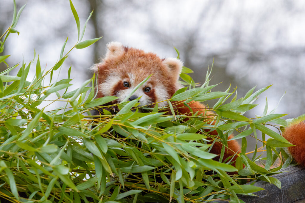 Fluffy Red Panda Among Green Branches - Vibrant Wallpaper Background