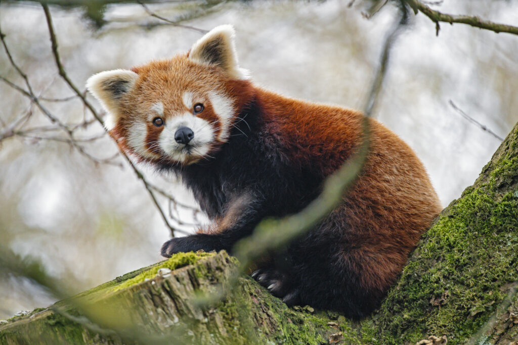 Charming Red Panda Wallpaper: High-Res Image in Natural Setting
