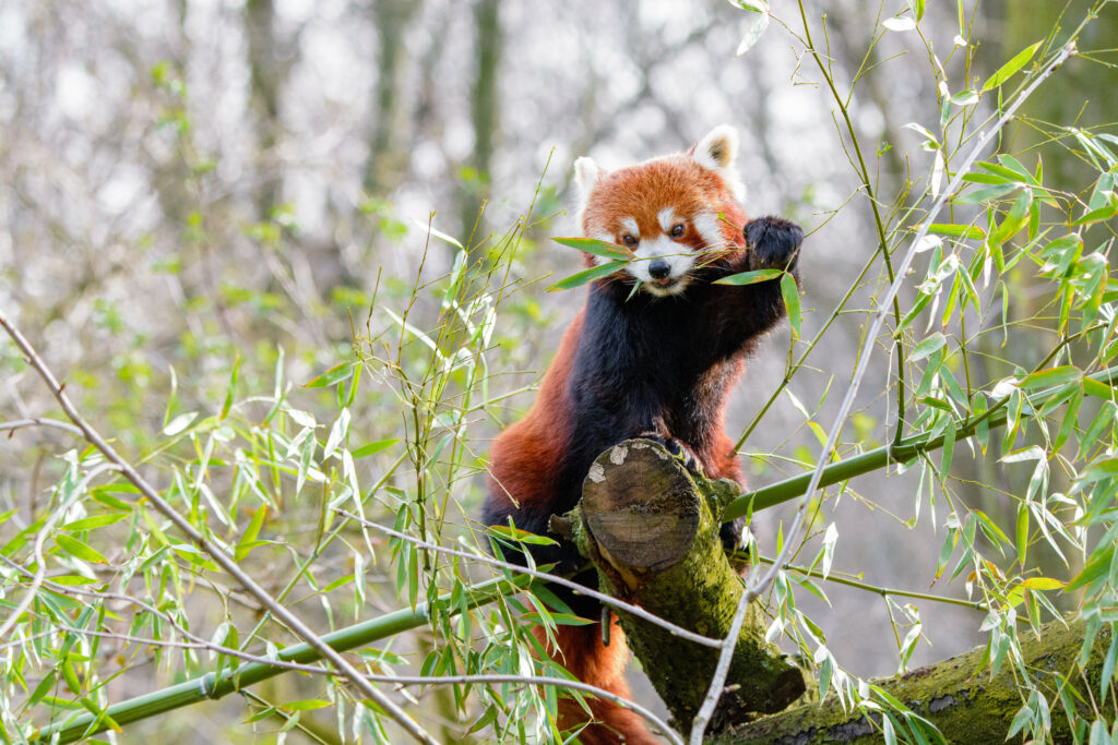 Charming Red Panda Wallpaper: Vibrant Fur Amidst Lush Bamboo Background