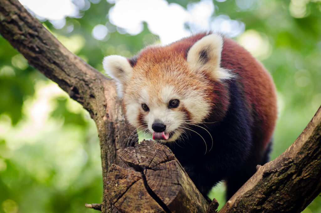 Red Panda Wallpaper: Playful Panda Climbing Tree in Lush Green Background