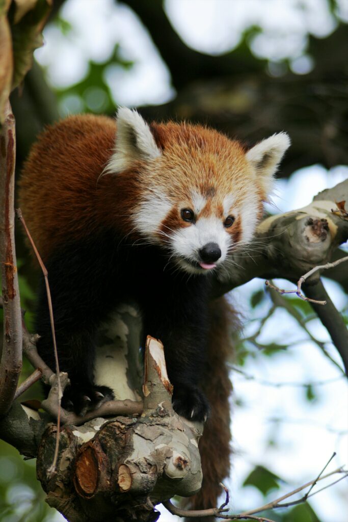 Charming Red Panda on Tree Branch - Vibrant Greenery Background Wallpaper
