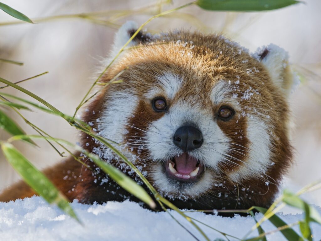 Charming Red Panda Peeking Through Lush Green Grass Background Wallpaper
