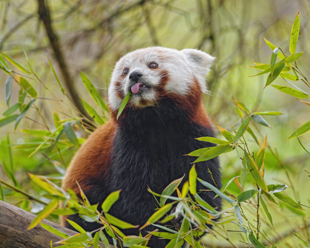 Charming Red Panda Amid Leaves: Playful Tongue-Out Wallpaper