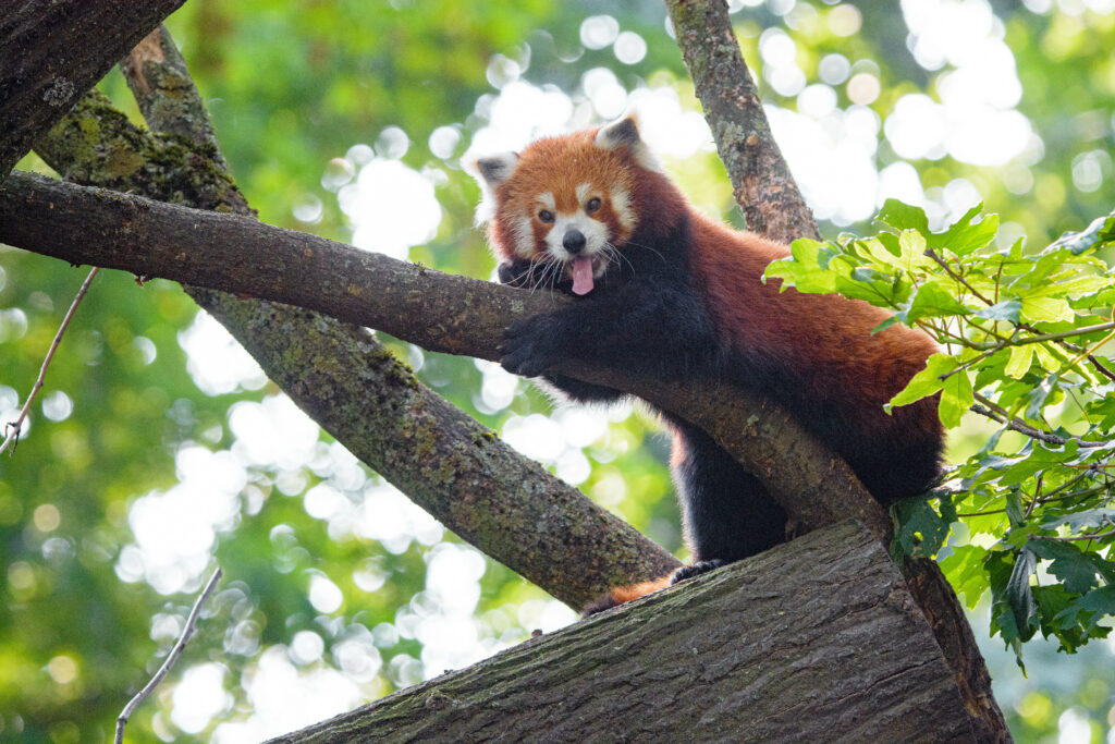Charming Red Panda Wallpaper: Playful Tree Branch Scene
