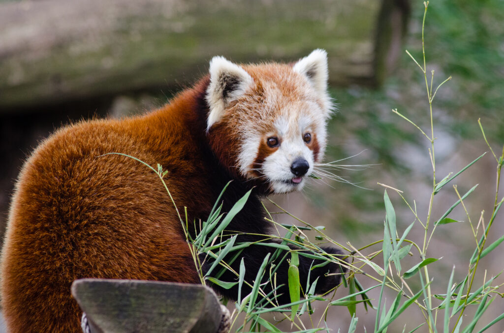 Charming Red Panda Wallpaper: Playful Tongue & Lush Greenery