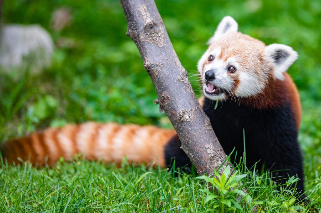 Whimsical Red Panda Playfully Peeking Around Tree - Lush Greenery Background Wallpaper