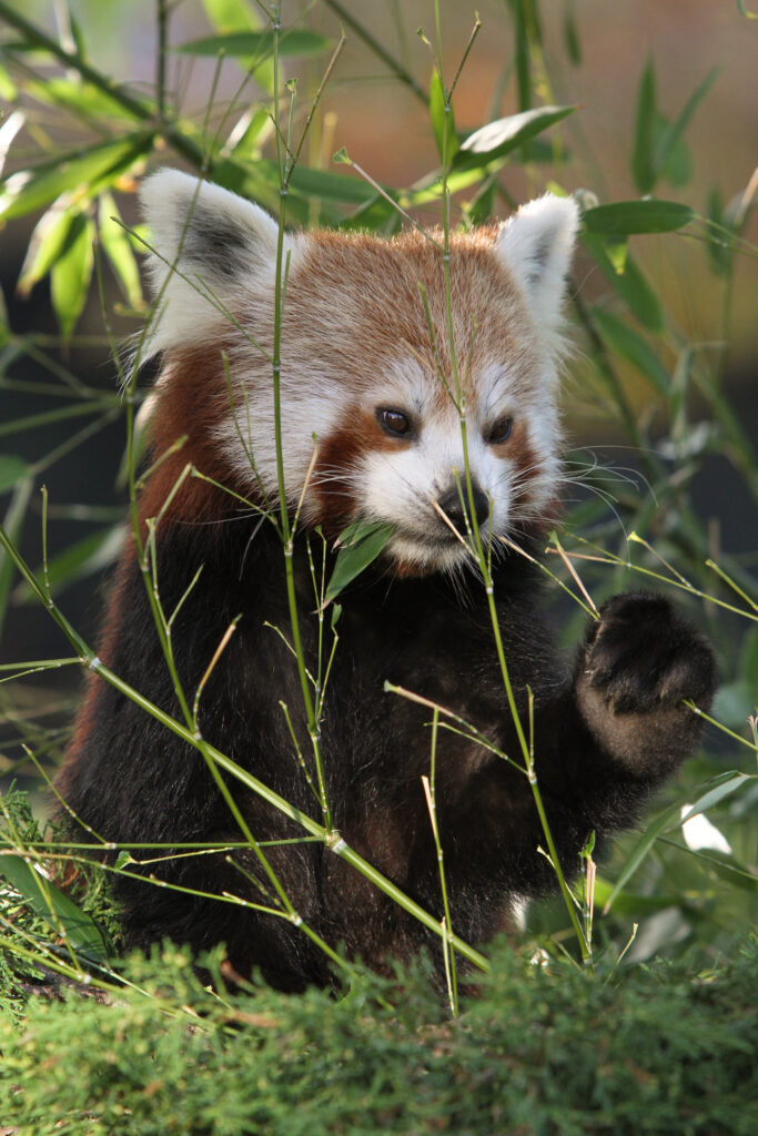 Serene Red Panda Wallpaper: Cute Design Amid Green Grass & Bamboo