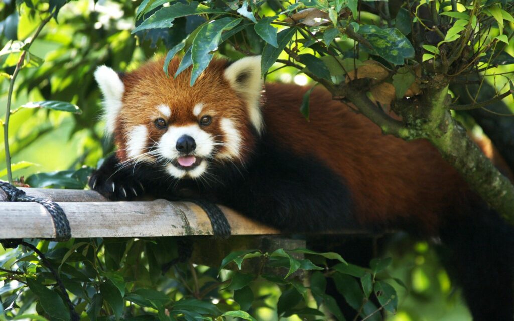 Charming Red Panda Relaxing on Tree Branch - Nature Wallpaper