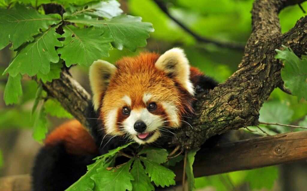 Charming Red Panda in Lush Green Leaves - Nature Wallpaper 2560x1600