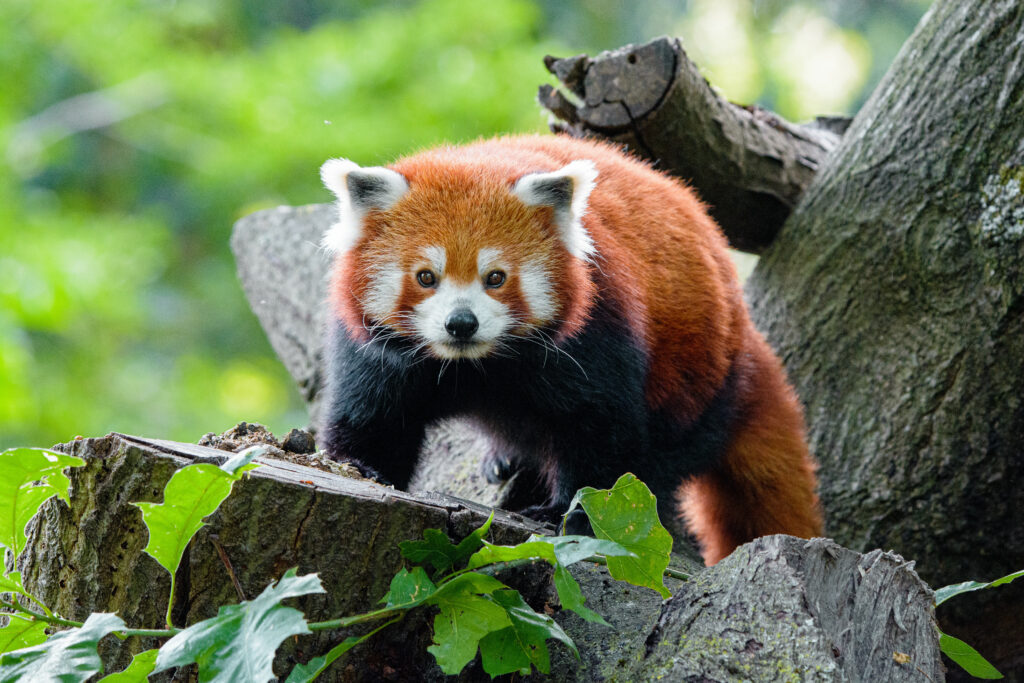 Charming Red Panda on Tree: Vibrant Green Background Wallpaper