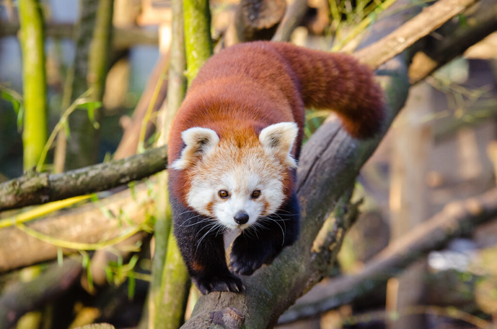 Charming Red Panda on Tree Branch - Vibrant Forest Wallpaper
