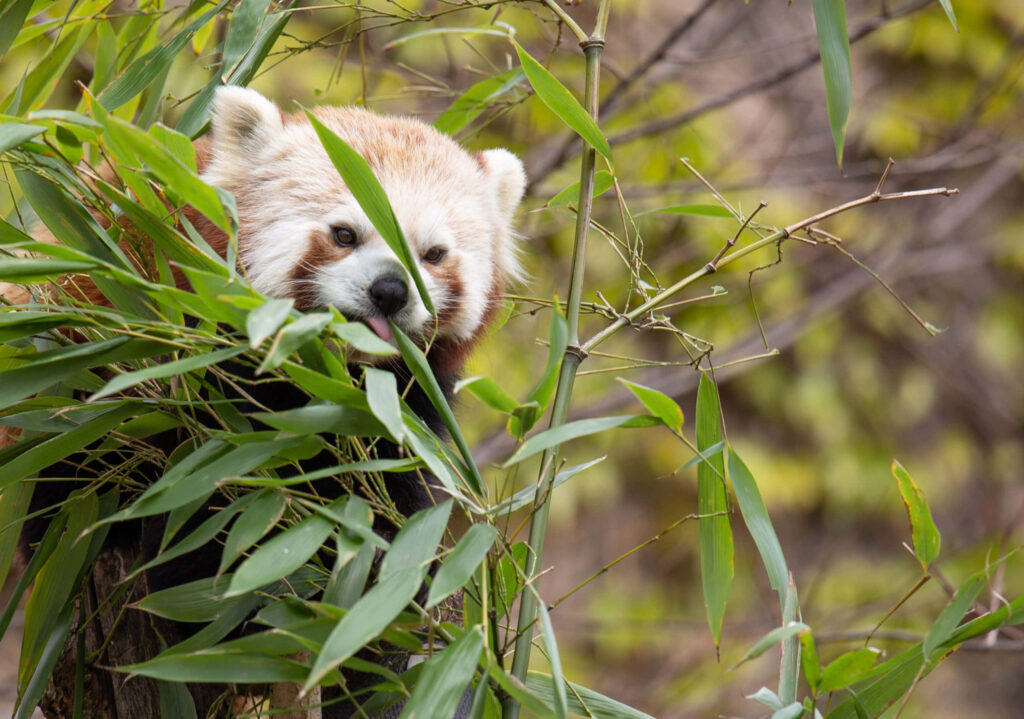 Charming Red Panda Among Lush Green Bamboo - Serene Zoo Background Wallpaper