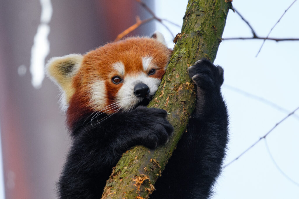 Charming Red Panda Wallpaper: Playful Animal on a Tree Branch