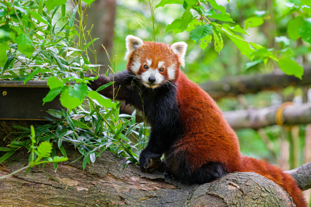Vibrant Red Panda Wallpaper Amidst Lush Green Leaves