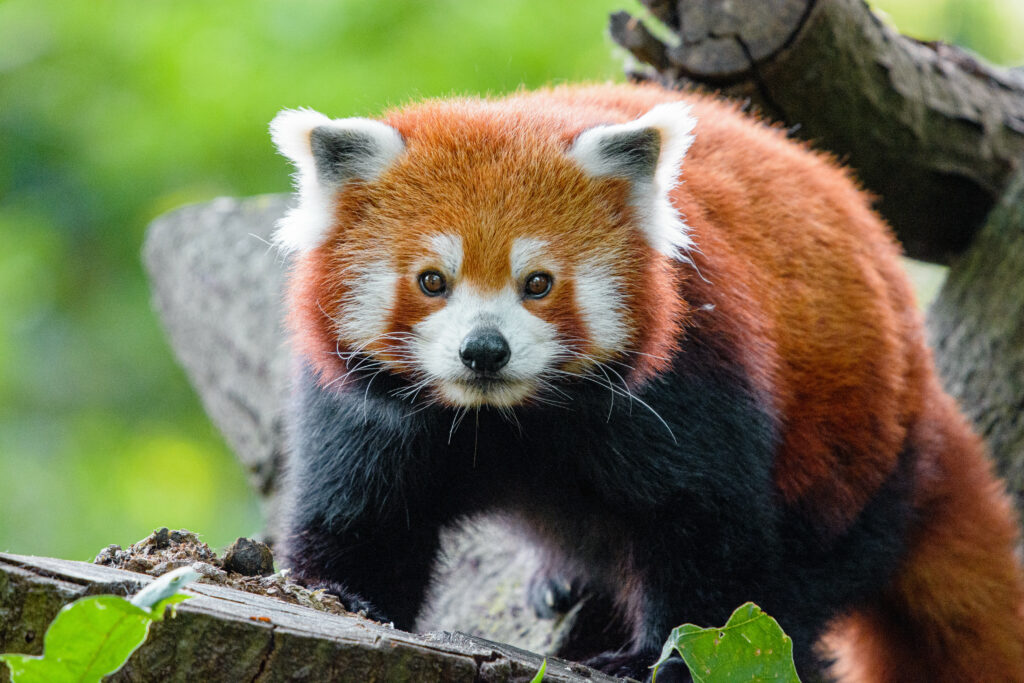 Charming Red Panda Wallpaper: Vibrant Nature Background
