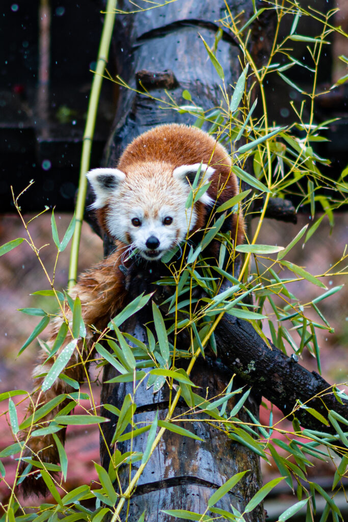 Charming Red Panda Wallpaper: Serene Nature Background with Lush Greens