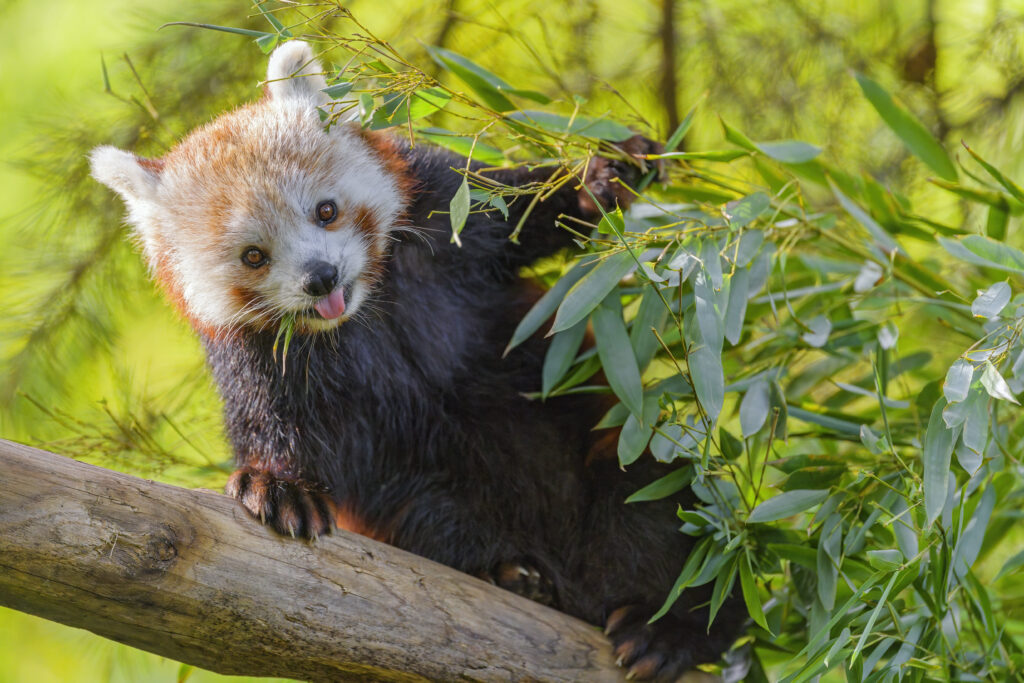 Charming Red Panda Wallpaper: Whimsical Nature Scene in Green Foliage