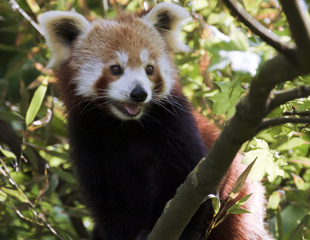 Charming Red Panda in Tree Branches - Whimsical Wildlife Wallpaper