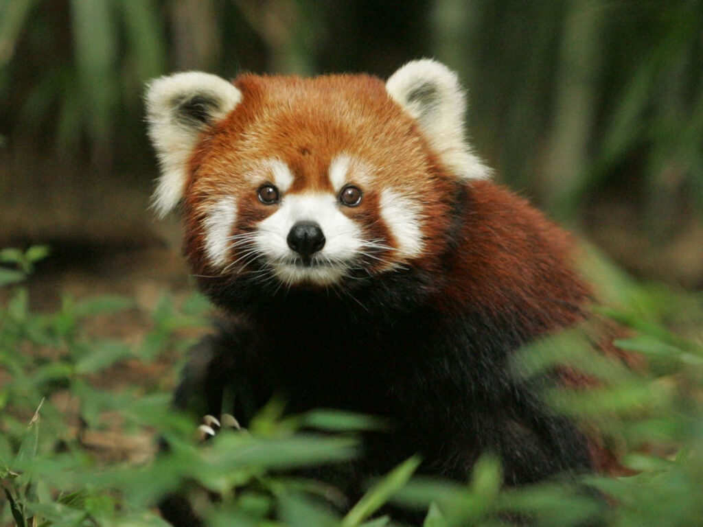 Charming Red Panda in Lush Green Forest Wallpaper Background