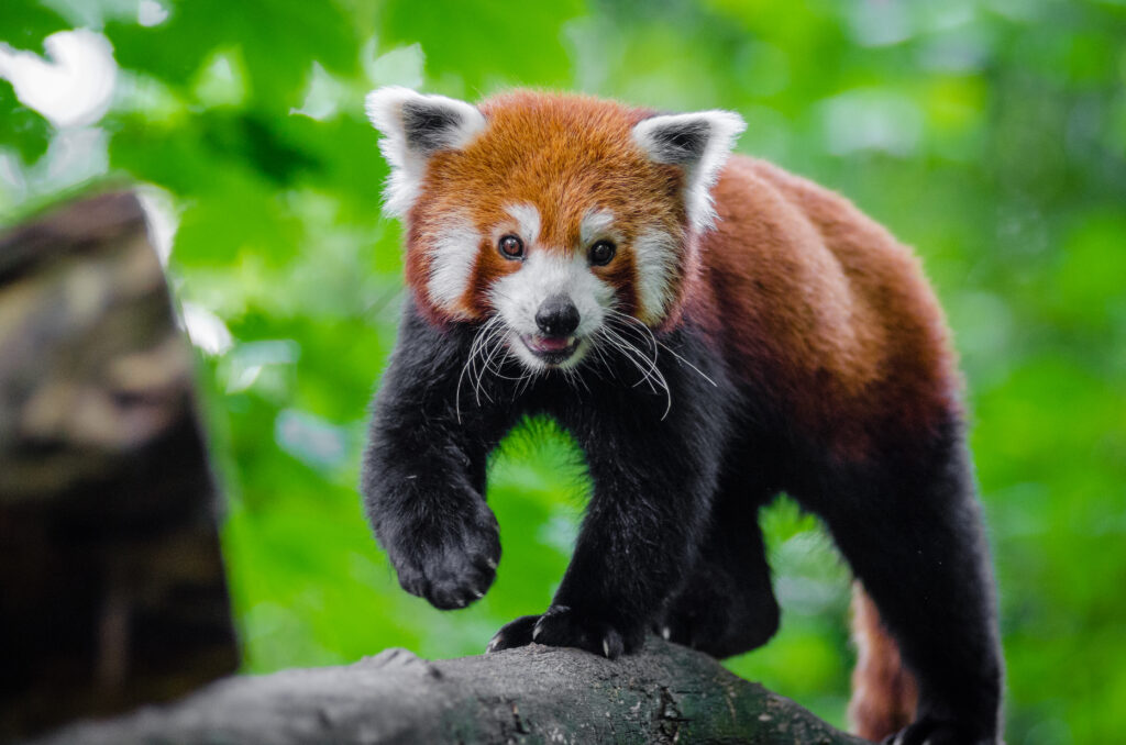 Charming Red Panda Wallpaper in Vibrant Green Background