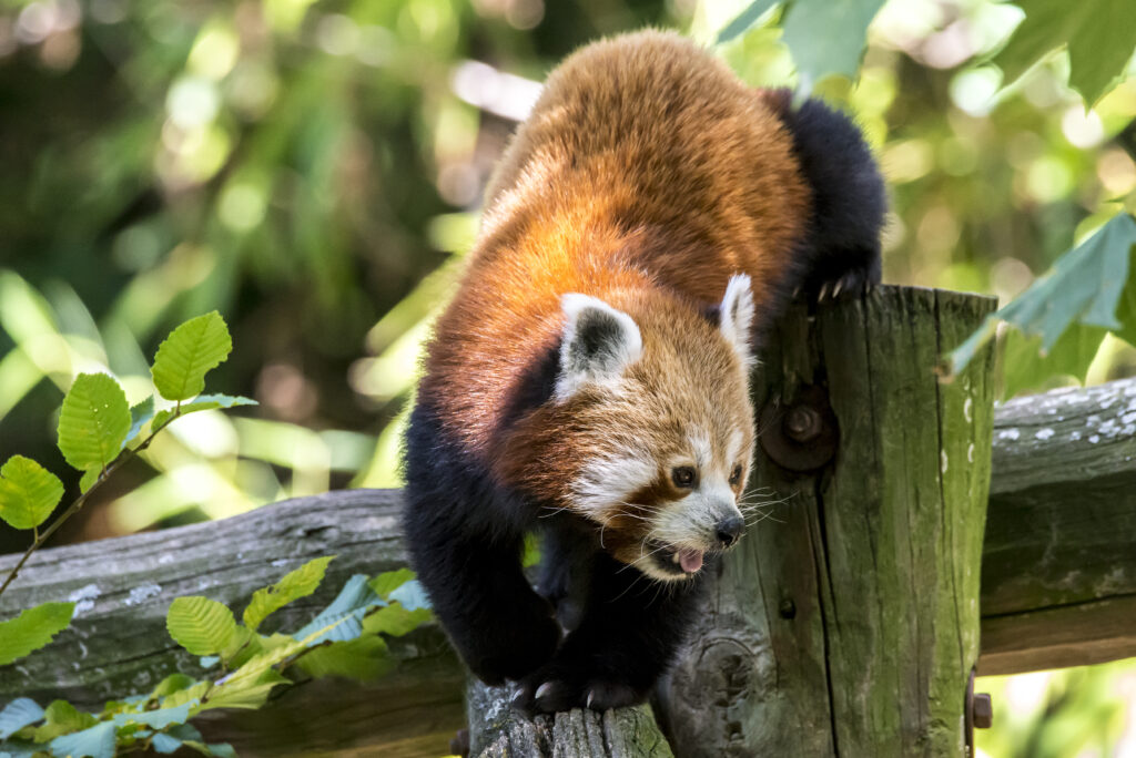 Charming Red Panda on Tree - Lush Greenery Wildlife Background Wallpaper