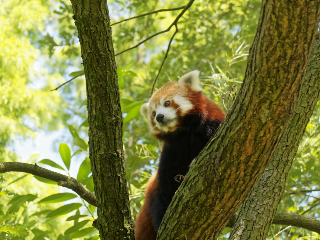 Charming Red Panda Among Lush Green Leaves - Nature Wallpaper