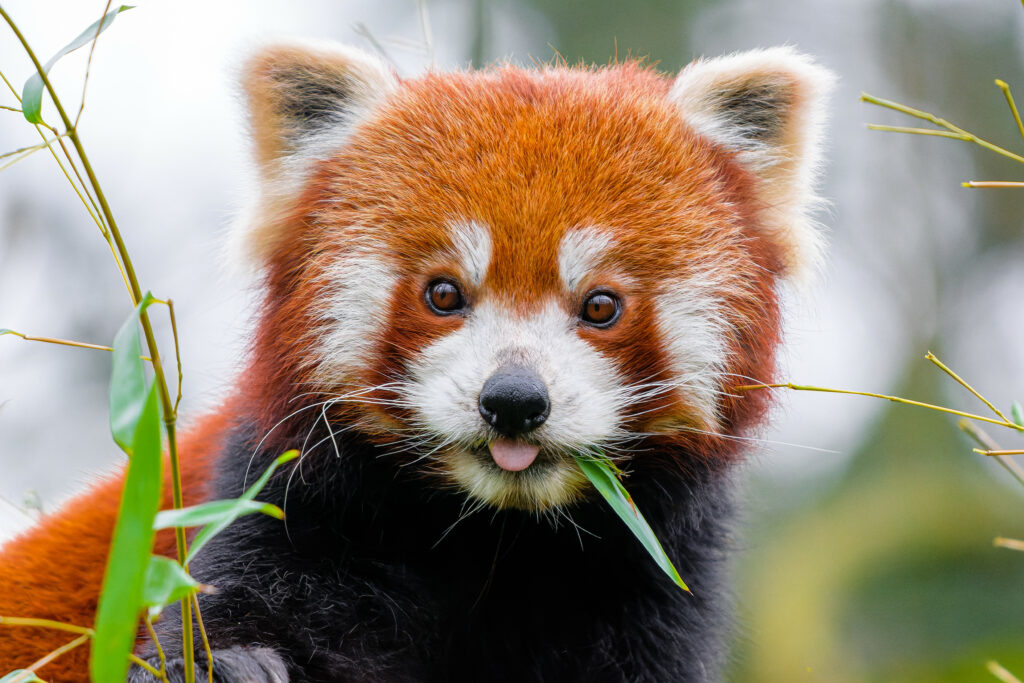 Playful Red Panda Wallpaper Surrounded by Lush Green Leaves