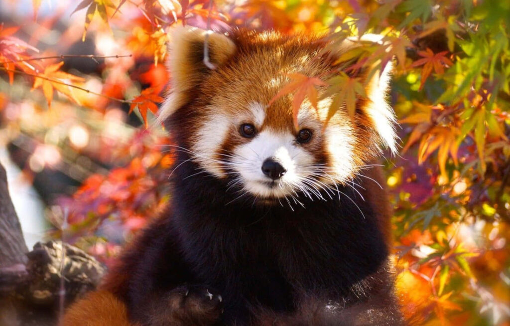 Charming Red Panda Amidst Vibrant Maple Leaves - Autumn Wallpaper