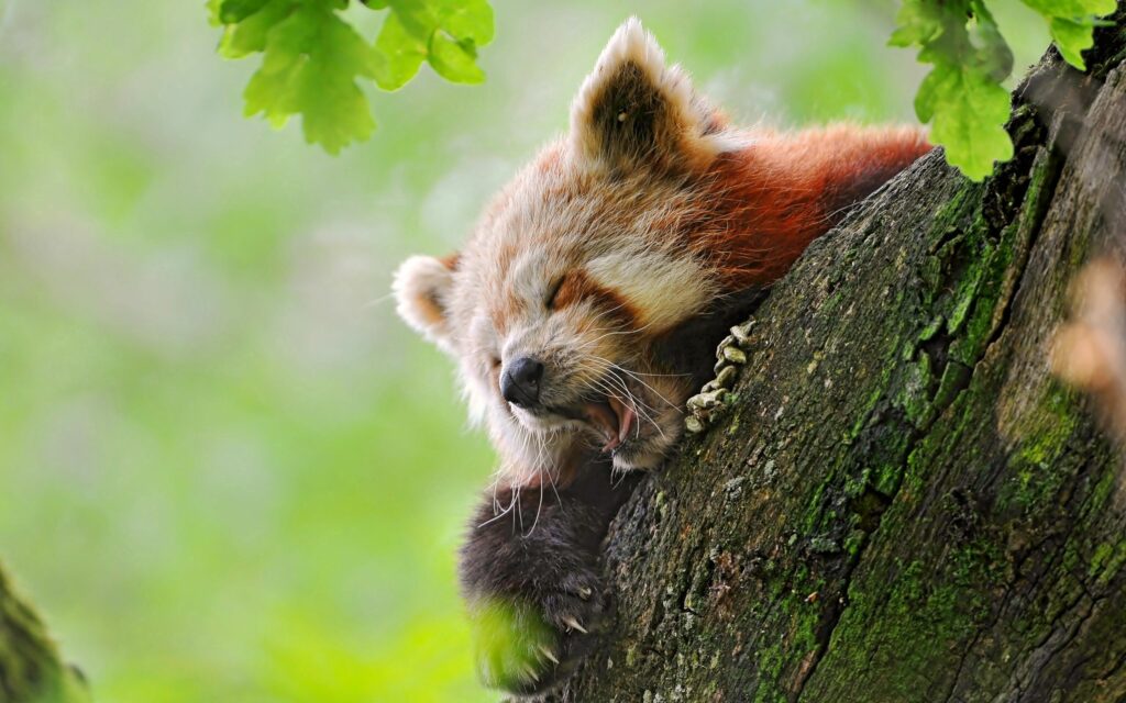 Charming Red Panda Yawning in Lush Green Tree Background Wallpaper