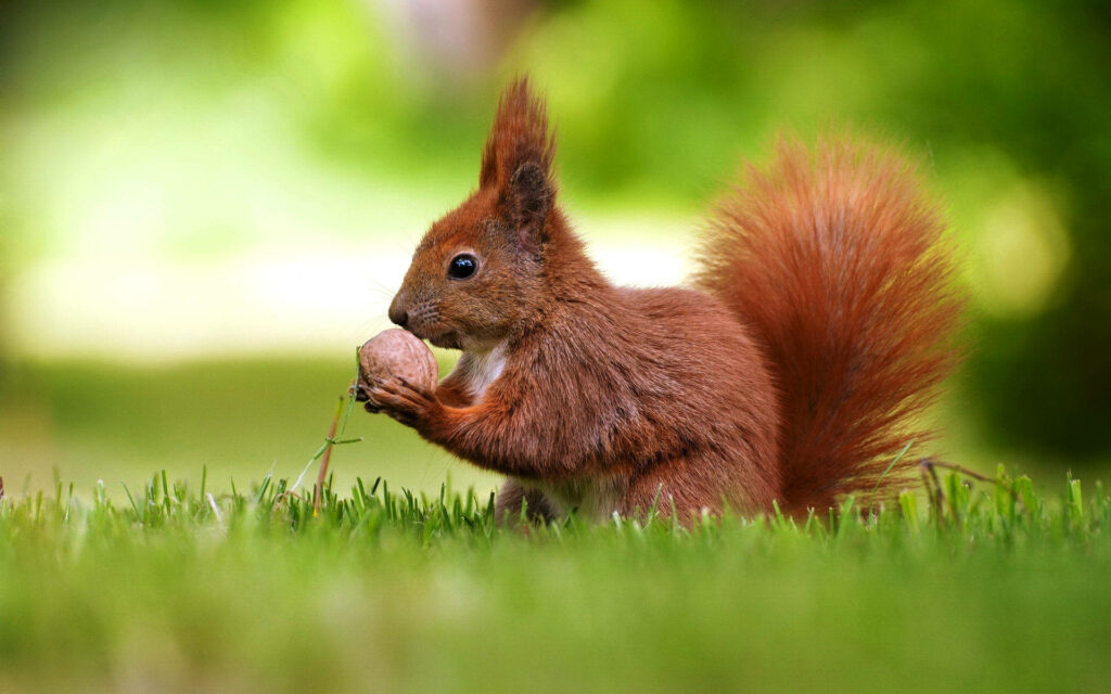 Charming Red Squirrel Wallpaper: Nut in Lush Green Grass