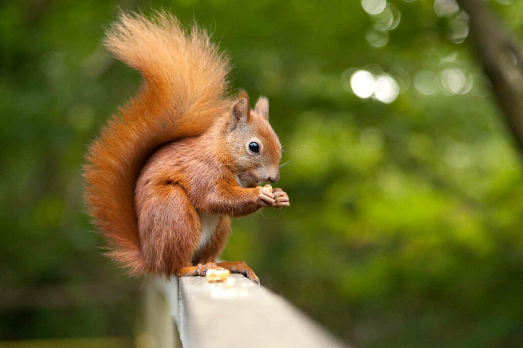 Cute Red Squirrel Wallpaper: Snack Time in a Lush Forest Setting