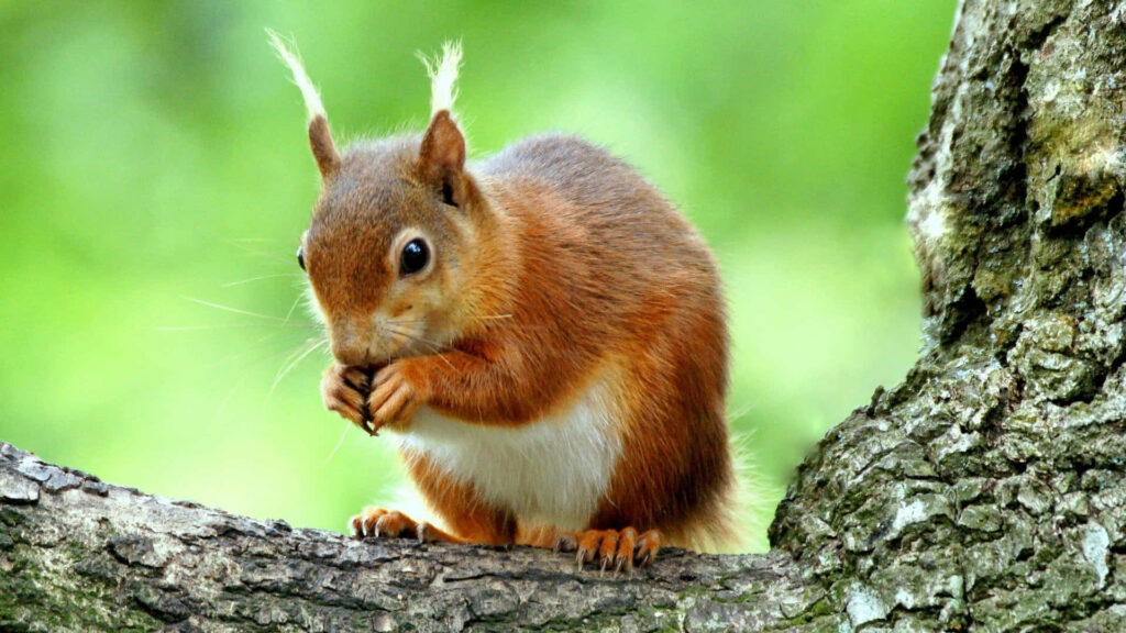 Charming Red Squirrel Wallpaper: Nature's Harmony on a Tree Branch